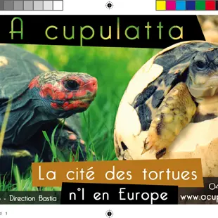 A CUPULATTA_1_1