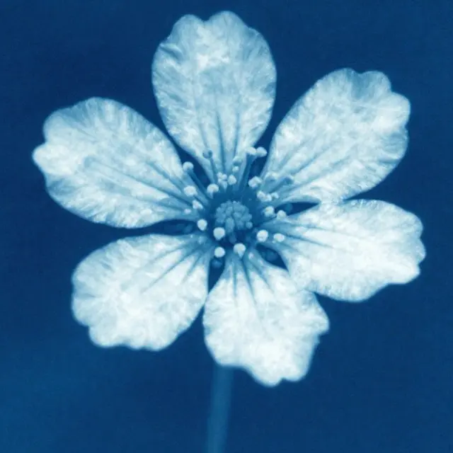 Atelier jeune public : art floral et empreintes végétales