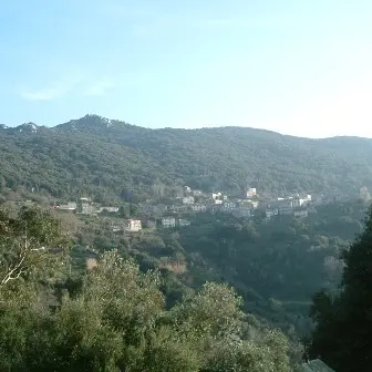 SOLLACARO CALVESE