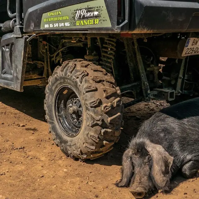 U Porcu Ranger cochon noir