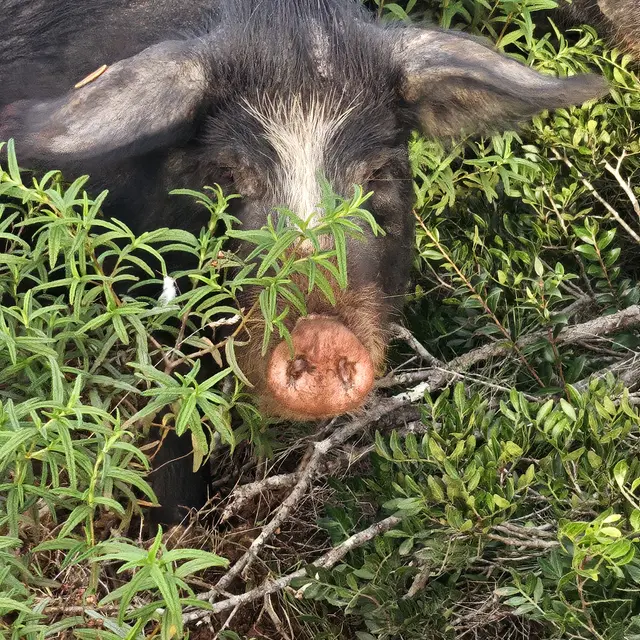 cochon caché