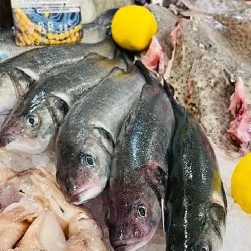 pesca-mare-bonifacio