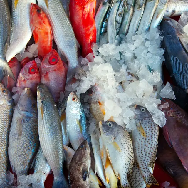 bonifacio_port_poissons-le-vivier