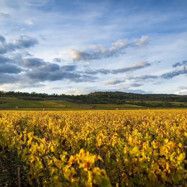Olivier Leflaive – Les visites (Puligny-Montrachet) | Beaune and