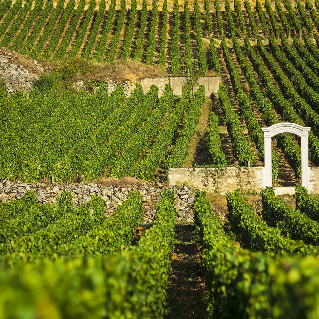 Chevaliers-Montrachet