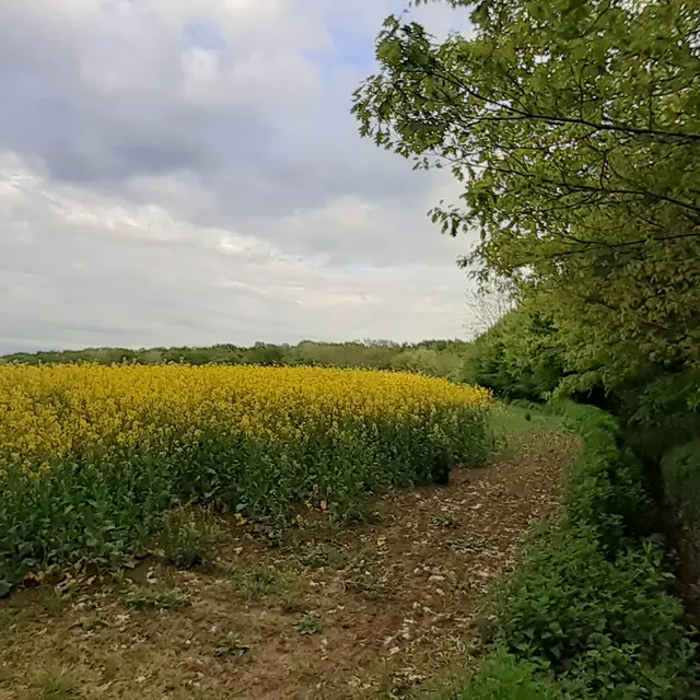 colzas à la sortie des bois