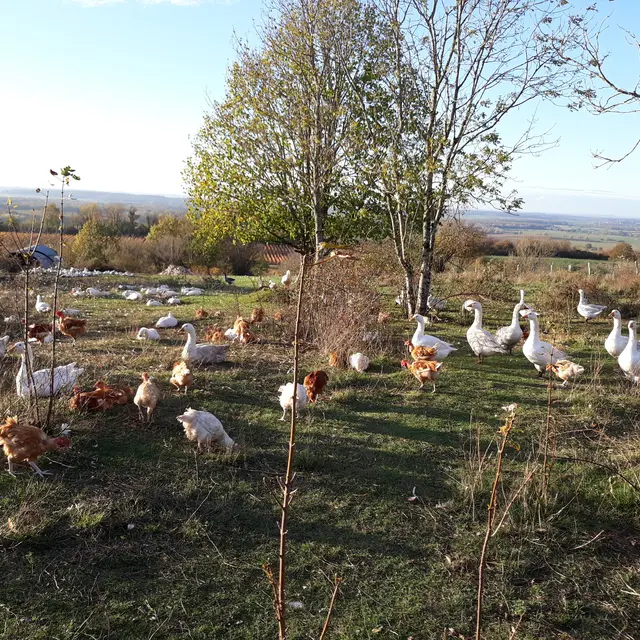 des volailles en plein-air