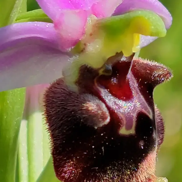 ophrys bourdon