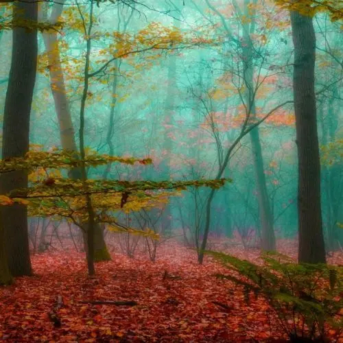 intranet 2025-2026 - 21 - foret