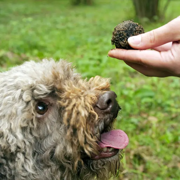 Le Lagotto et la truffe de Bourgogne