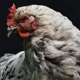 LA FERME DES ALOUETTES_1