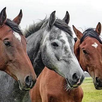 LES ECURIES DES PERRIERES_1