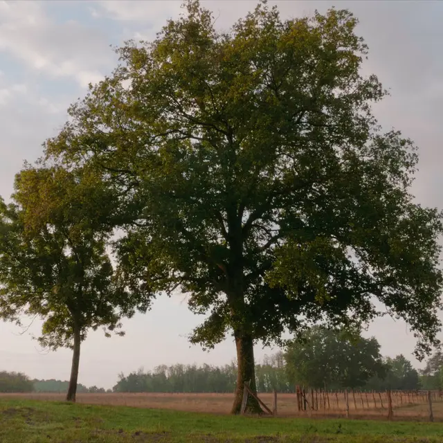 ÁRBOL’ESSENCE