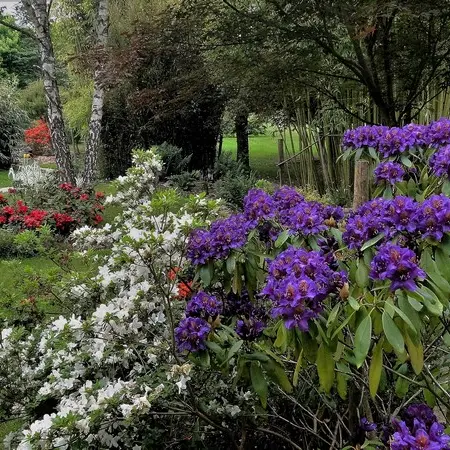 JARDIN AQUATIQUE 'ACORUS' , JARDIN REMARQUABLE_5