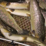 PISCICULTURE DU BREUCHIN_1