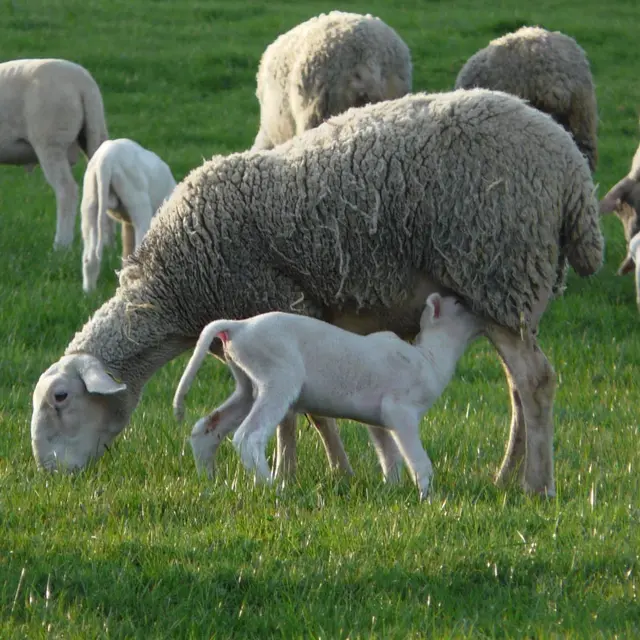 FERME DES AUBRACS_1