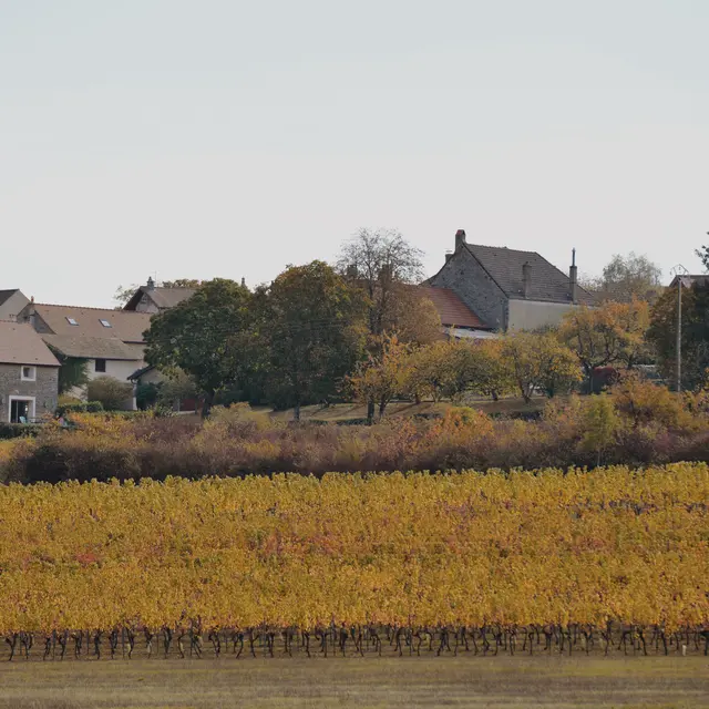 45616395431_a31fd2ce62_o