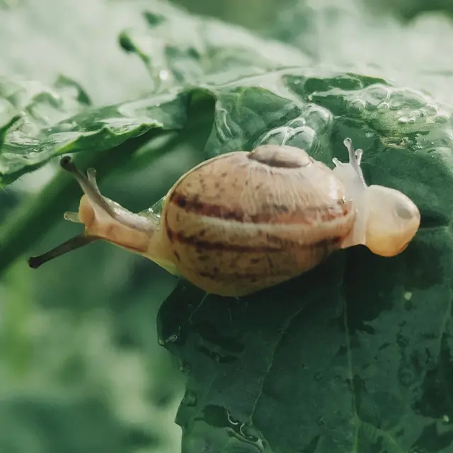 escargots