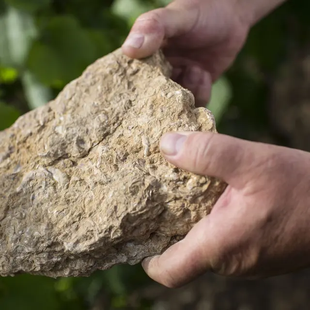 5-Cité des Climats et vins de Bourgogne