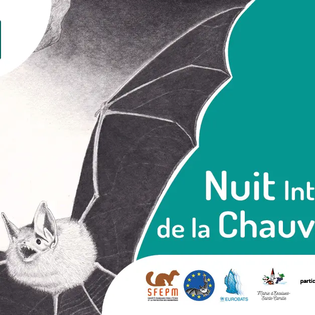 Chauves-souris