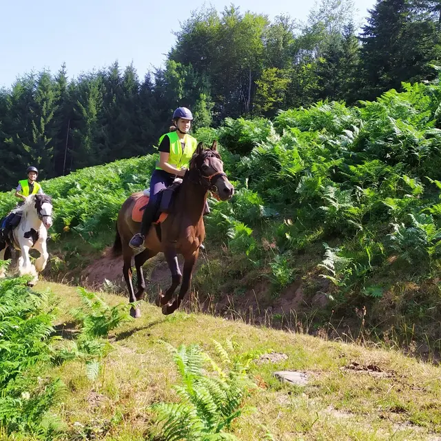 Randonnée équestre - 1000 Etangs