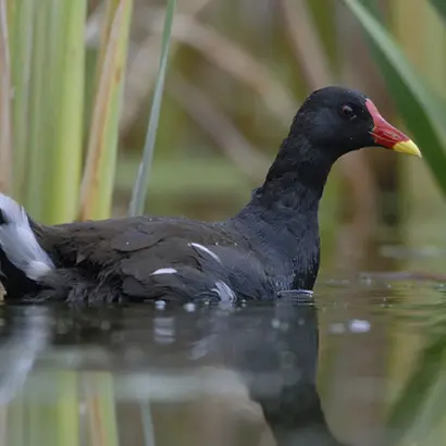 Gallinule poule d'eau