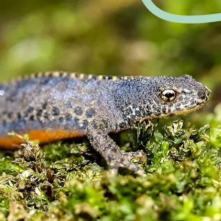 Les amphibiens