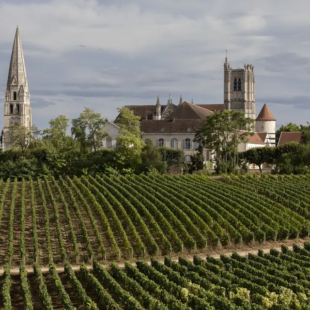 Clos de la Chainette ©BIVB