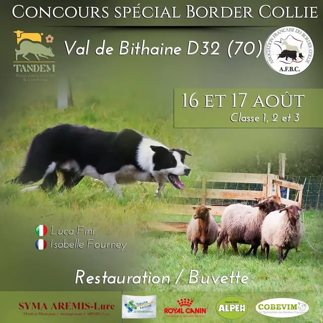Concours Border Collie