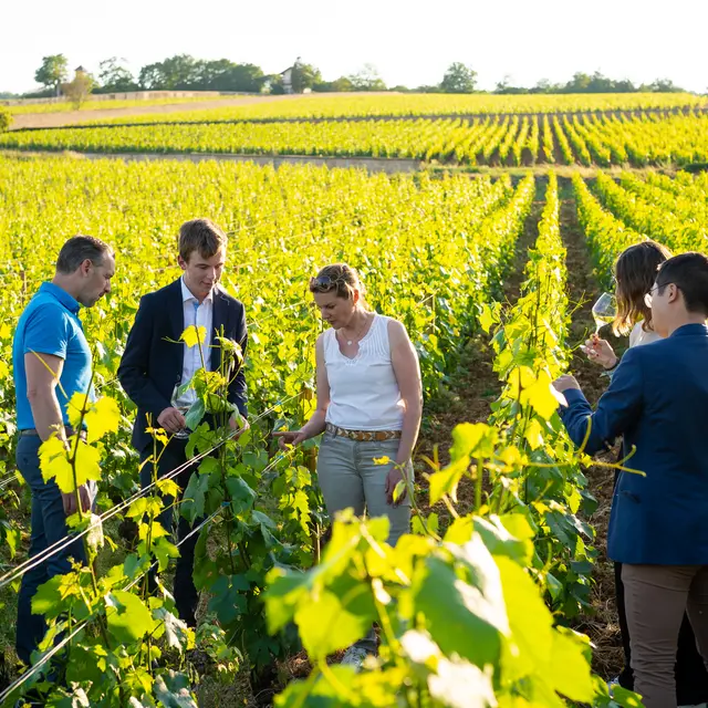 Les vignes de Meursault