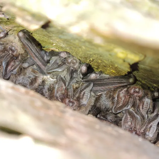 Barbastelle d'Europe_Mise bas