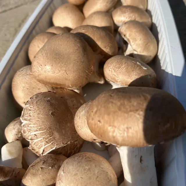 Barquette 500g Paris