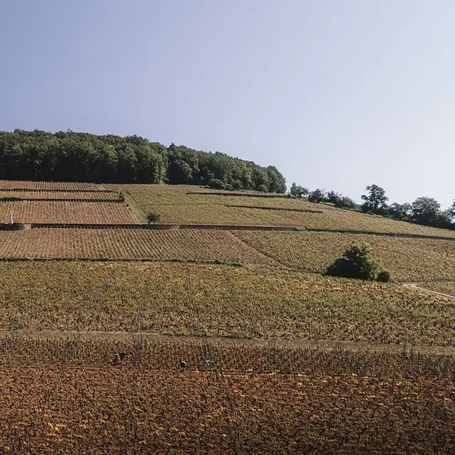 DJI_0223 retaille