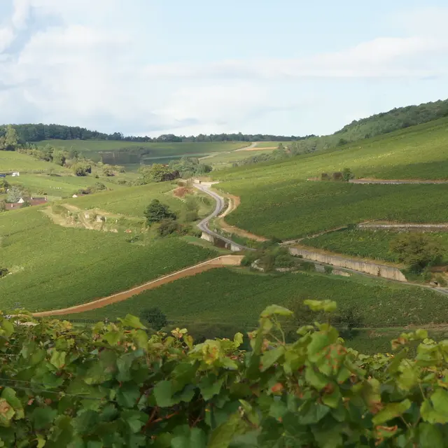Panorama sur Pernand Vergelesses