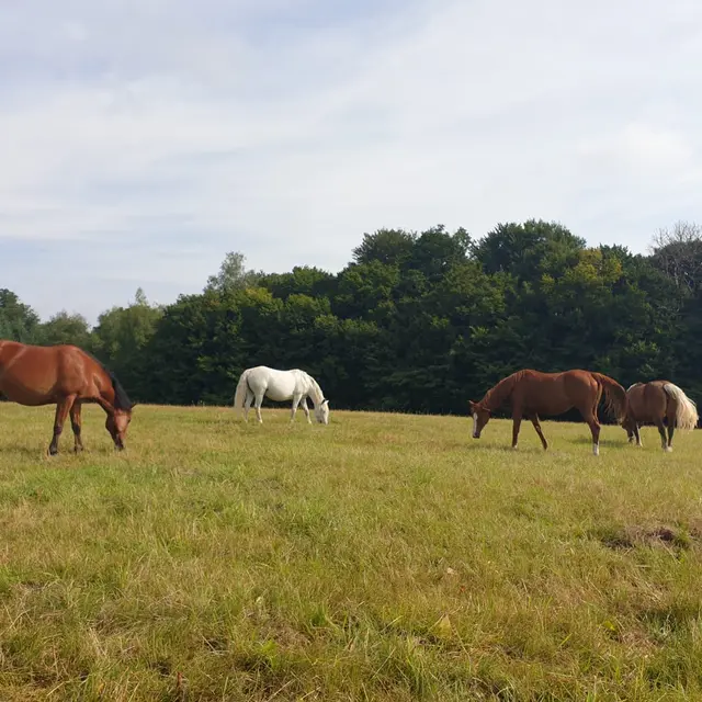 Ferme du Petit Galop