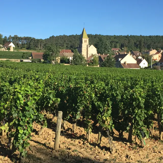 Fixin et ses vignobles