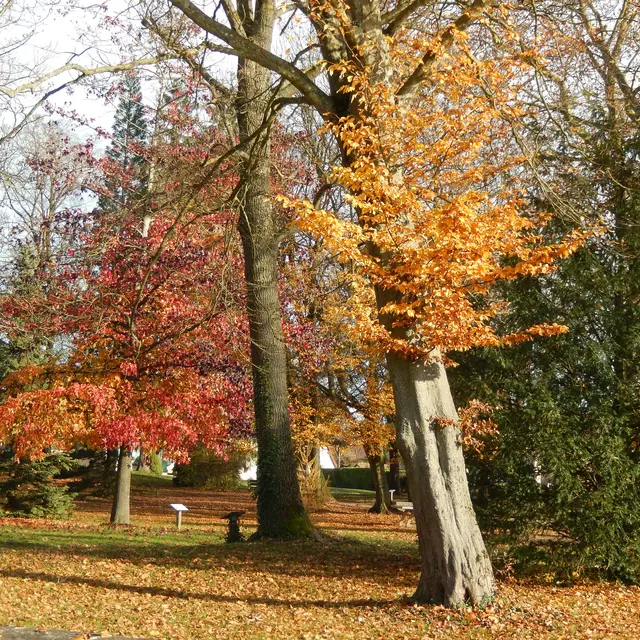 Fragnes La Loyere - Parc des Lauriers - 2016 (1)