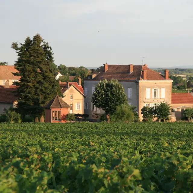 Domaine Jeannin-Naltet