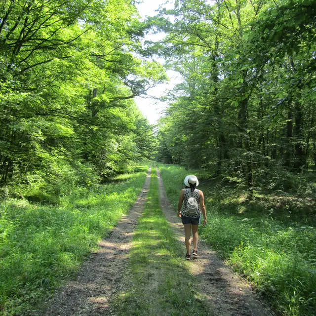Forêt
