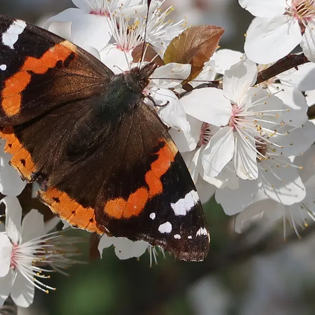 Sortie combeaufontaine 25/07/26
