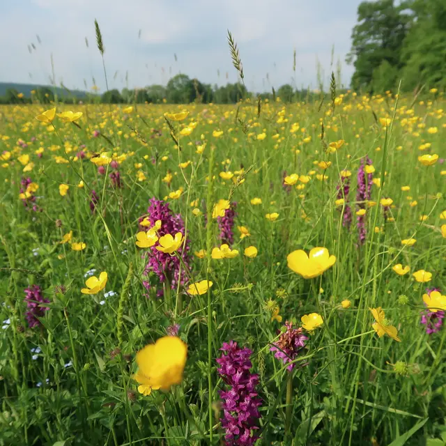Fleurs Montgane de La Roche