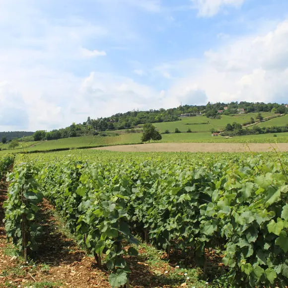 Beaune - vue sur le vignoble