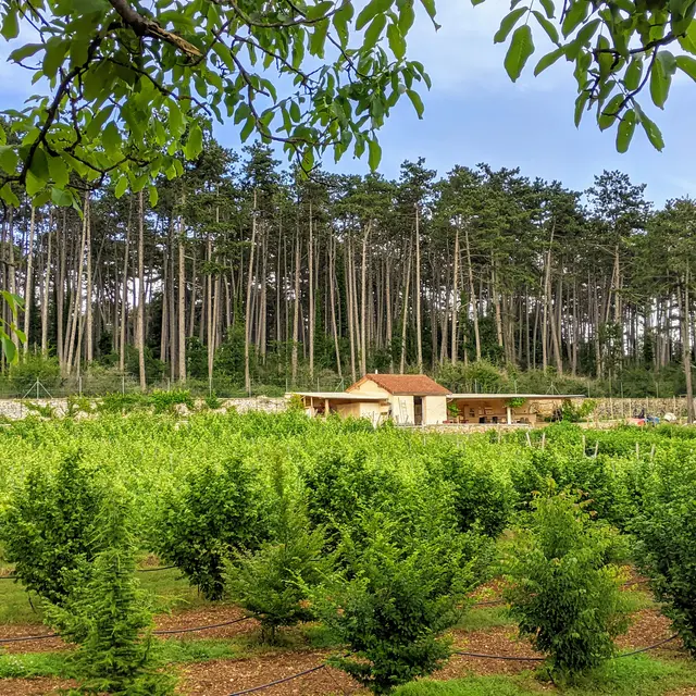 Le Clos de la Châtelaine : truffière et vigne