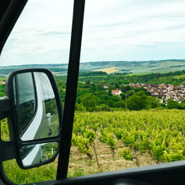 Oenobus ©Kim_Rasmussen