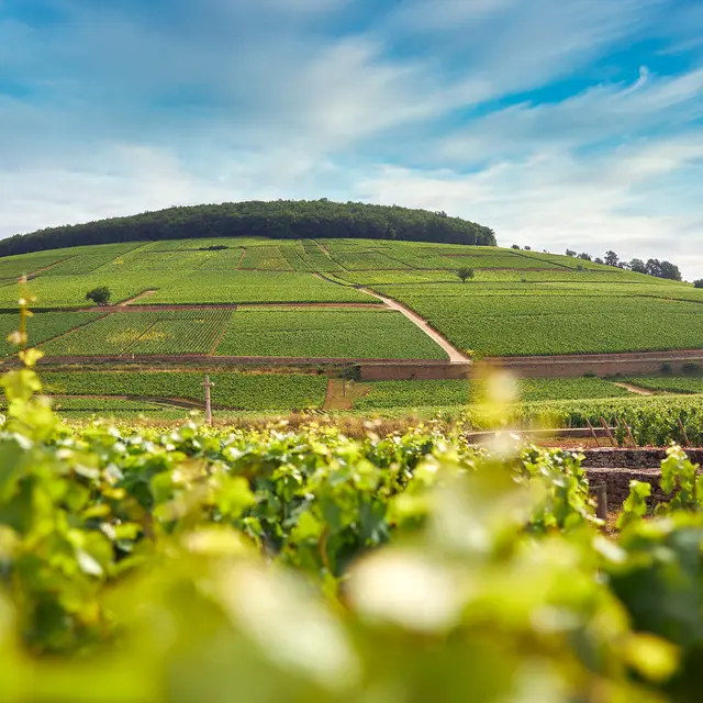 Colline de Corton