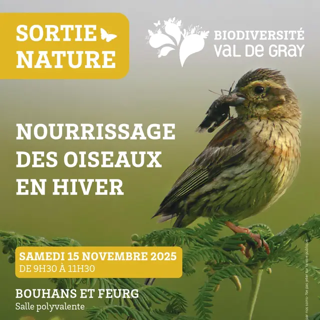 Nourrissage des oiseaux en hiver