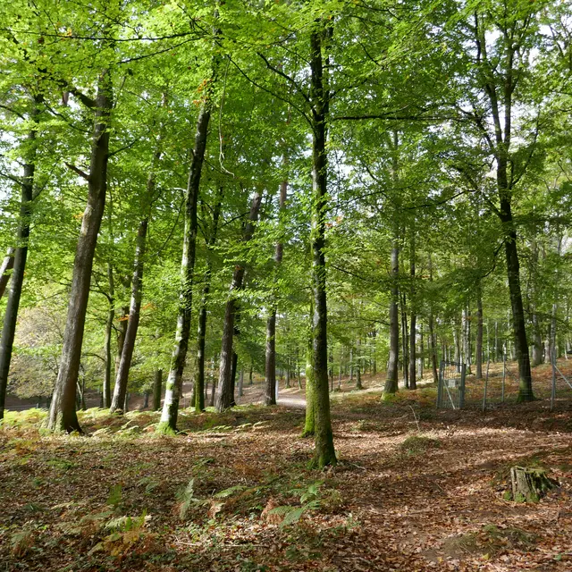 Fôret Fougerolles