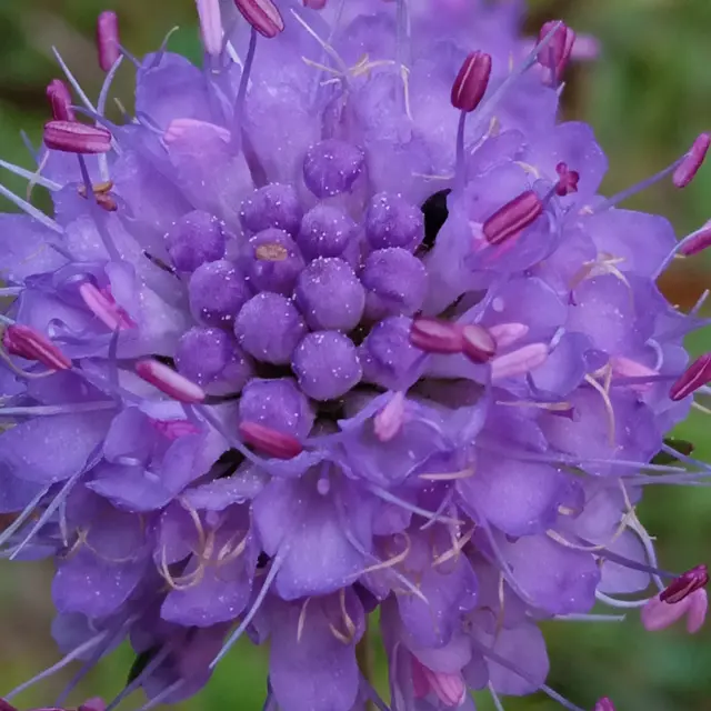 Fleur
