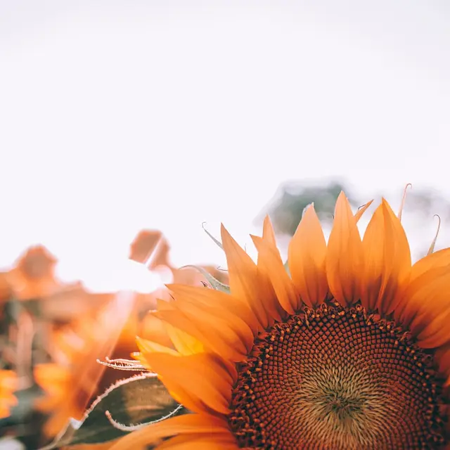 Tournesol