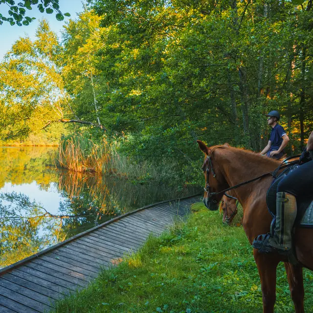 Tourisme Equestre 1000 Etangs - Maxime Nagely (3)